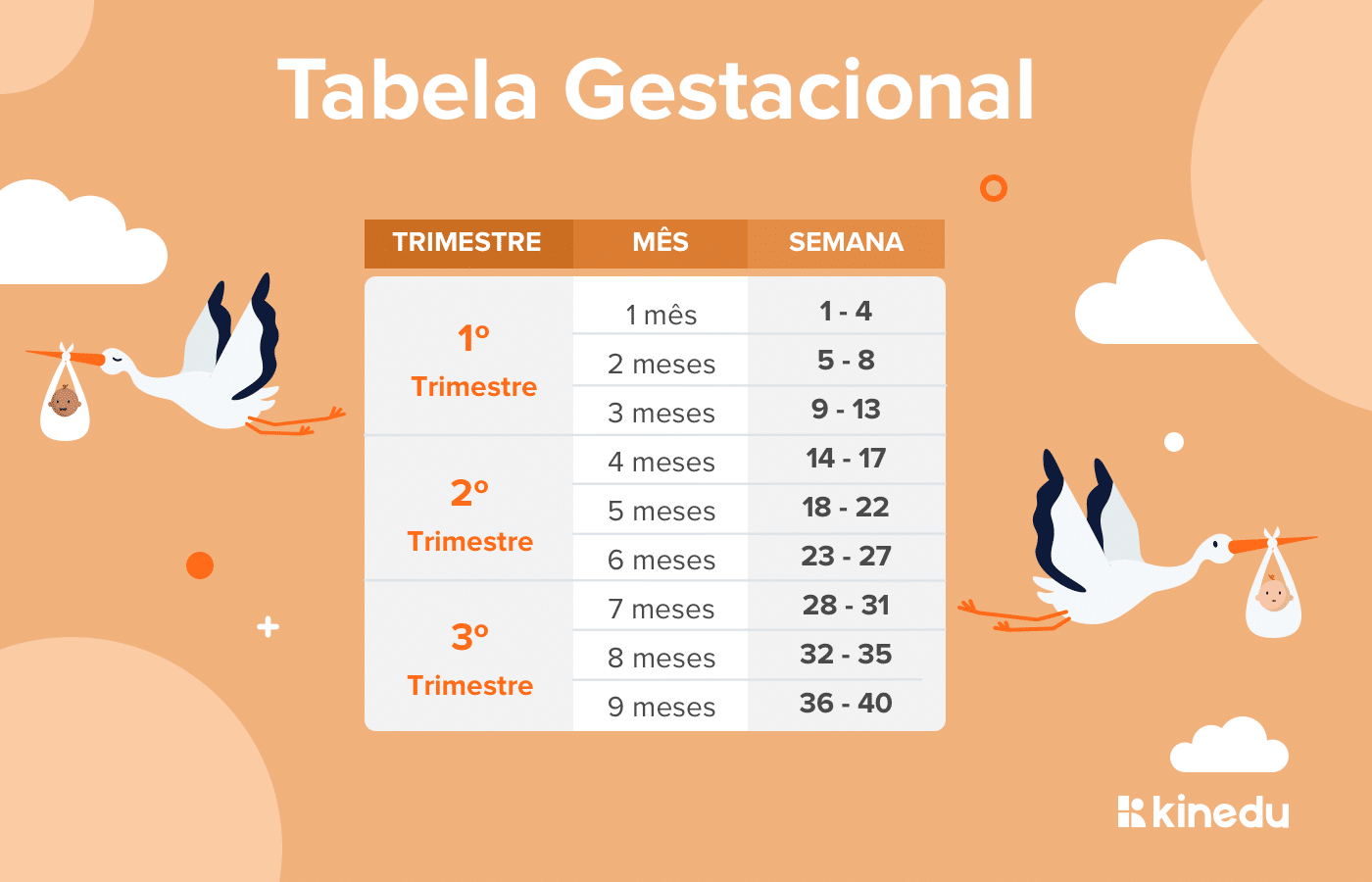 Gravidez semana a semana no 1º trimestre